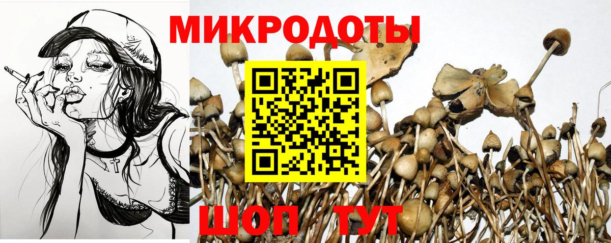 Псилоцибиновые грибы Psilocybe Кирово-Чепецк